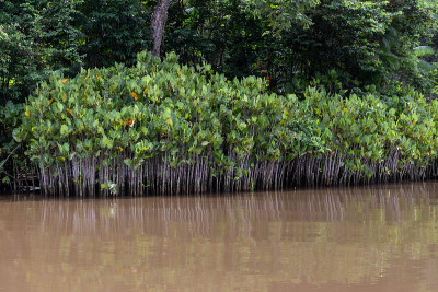 Aninga集团(Montrichardia linifera)