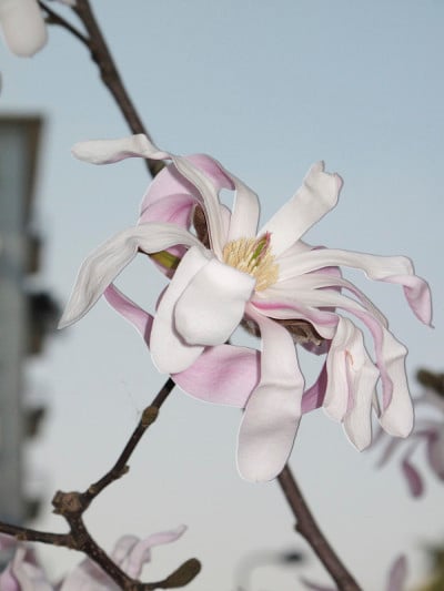 星形Magnolia