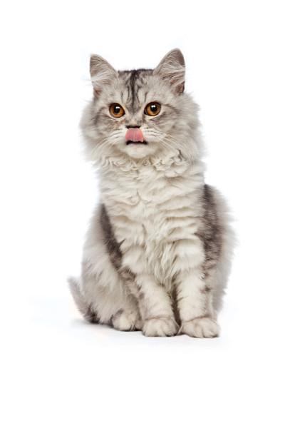 坐在波斯猫