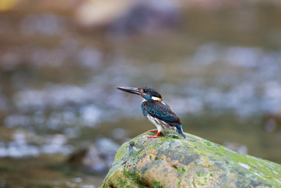 鸟:成年雄性蓝纹翠鸟(Alcedo euryzona)，角度视图，侧面拍摄，站在长满苔藓的石头上，泰