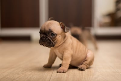 一个月大的法国斗牛犬。可爱的小狗。