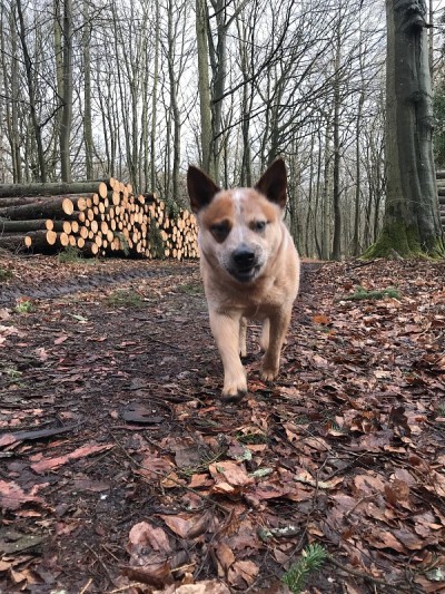 澳洲牧牛犬