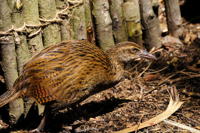 Weka