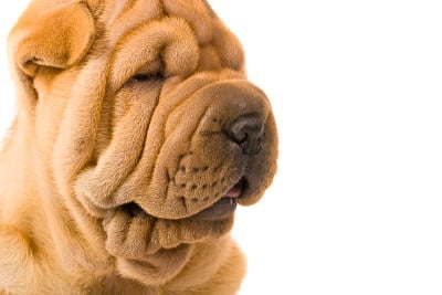 Sharpei狗