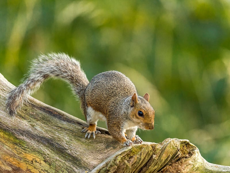 灰松鼠(Sciurus carolinensis)