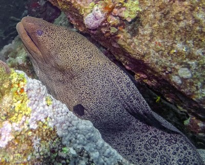 巨型海鳗(Gymnothorax javanicus)