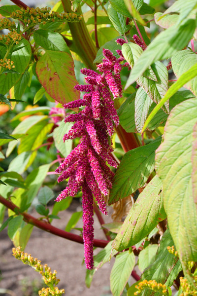 苋菜在夏季的花园里长尾