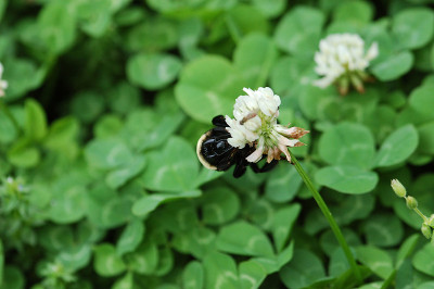 蜜蜂在三叶草