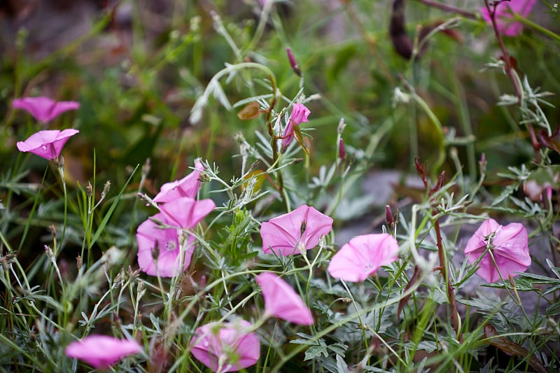 田野里的粉红色旋花