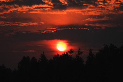 红红的夕阳映衬着树木、自然、阳光、风景