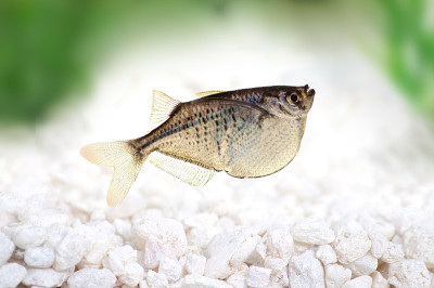 普通水族银斧鱼