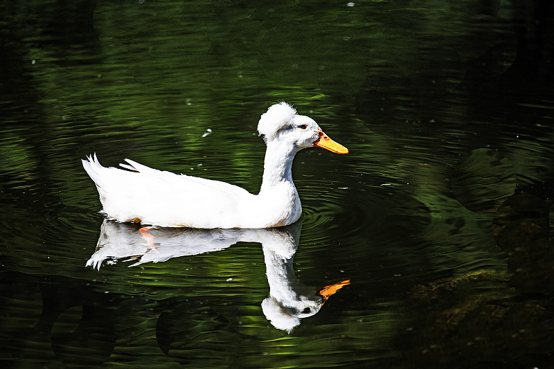 冠毛犬鸭