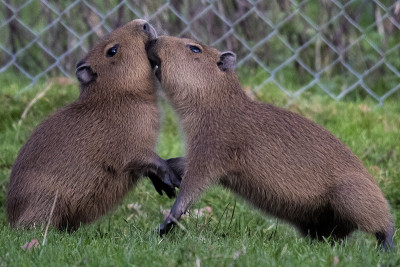 小水豚（Hydrochoerus Hydrochaeris）