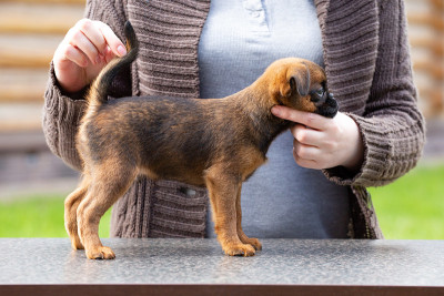 一只布鲁塞尔格里芬犬横着站在桌子上的架子上。