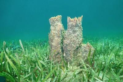 海洋生物巨桶海绵Xestospongia muta