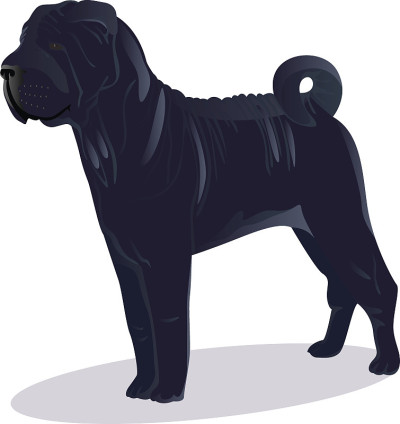 中国沙皮犬蓝色