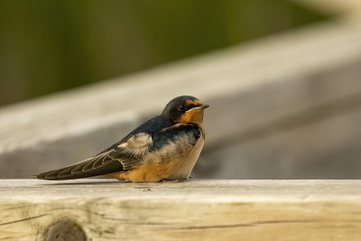 仓燕(Hirundo rustica)，一种坐在栏杆上的成年鸟