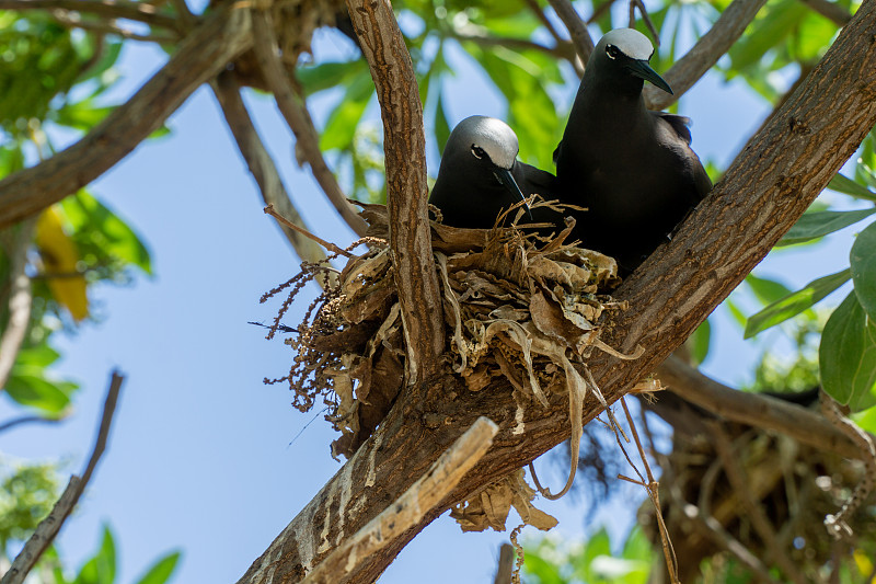 白帽noddy (Anous Minutus)， Vogel, auf Koralle，艾略特夫人岛