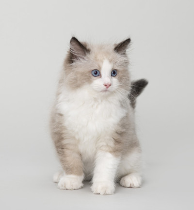 美丽的布偶猫小猫