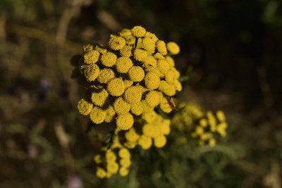 艾菊