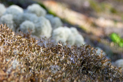干白苔藓