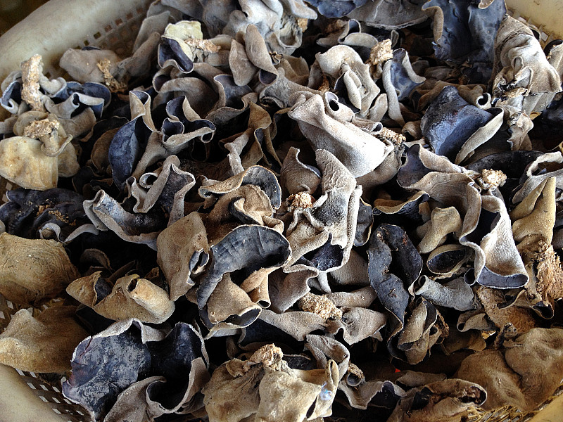 干木耳属auricula-judae