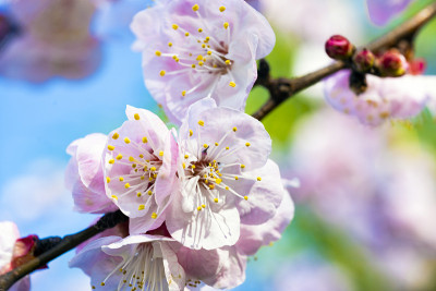 (选择性聚焦，聚焦雌蕊)花期樱花部分雌蕊特写。自然背景，日本京都