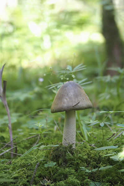 大Grisette (Amanita ceciliae) -可食用