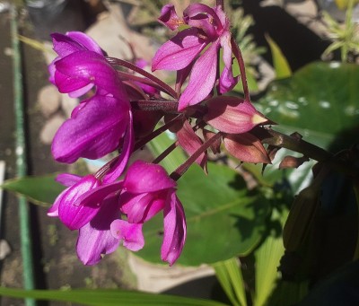 紫色兰花的花