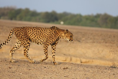 野猫