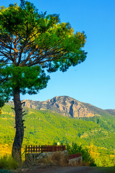 青山