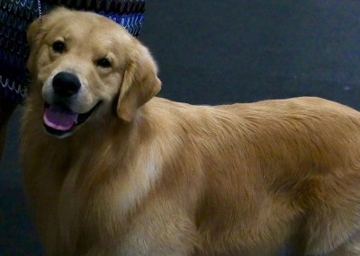 金毛寻回犬
