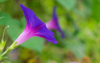 牵牛花