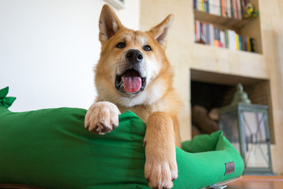 柴犬躺在床上