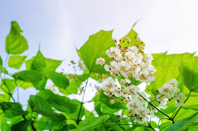 盛开的梓树。白色的花在绿色的叶子上。