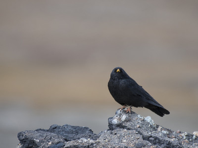 阿尔卑斯chough (pyrrhoax graculus)