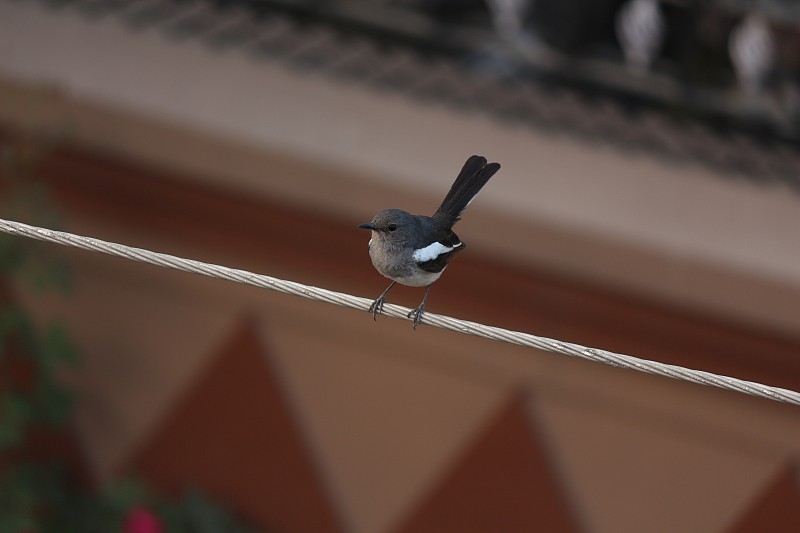 Indian Robin