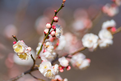 春天，公园里的梅花开了花
