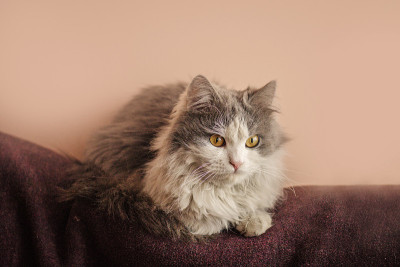 房子里的房间里有一只白灰猫