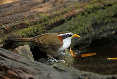 White-browed Scimitar-babbler