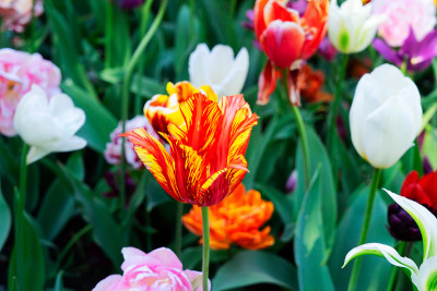 郁金香花园花圃