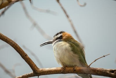白喉食蜂鸟(Merops albicollis)
