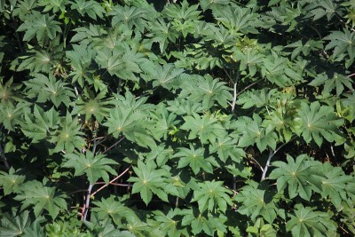 蓖麻(Ricinus comunis)蓖麻