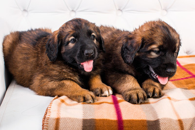 白色沙发上的小狗Leonberger