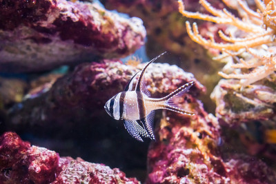 邦盖红雀，一种受欢迎的濒临灭绝的水族馆宠物，只生活在印度尼西亚邦盖群岛