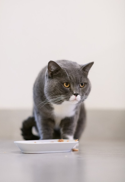 灰色英国短毛猫，室内