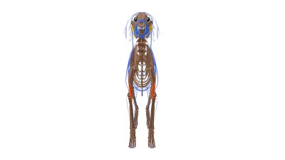 臂肌为医学概念3D狗的肌肉解剖