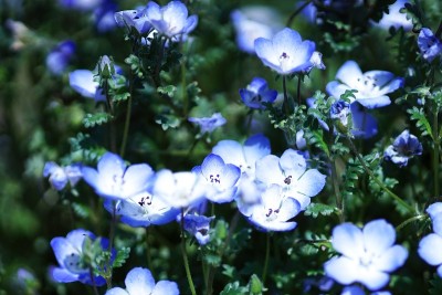 美丽的Nemophila花田
