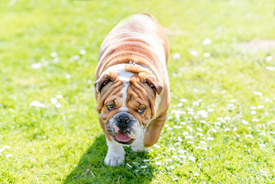 英国牛头犬户外