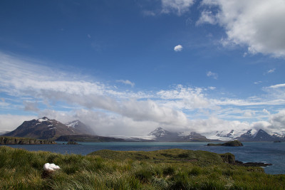 南乔治亚岛上一只正在繁殖的流浪信天翁，普恩岛群岛湾的风景